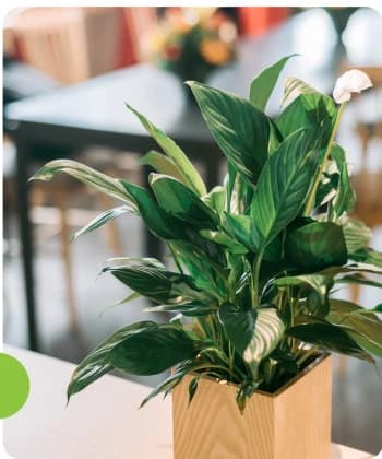 Plant on a desk in the Hitachi office